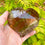 Smoky Quartz Crystal Cut Heart ( 155646 )
